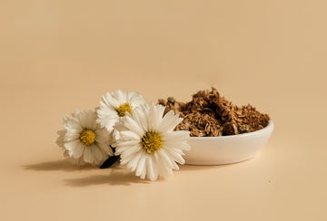 杭菊:清肝又明目的解毒花