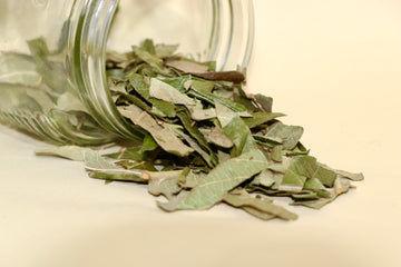 清肺止咳的常用草本:枇杷葉