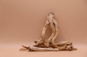 桔梗:用「永恆卻無望之愛」治療呼吸道不適?!