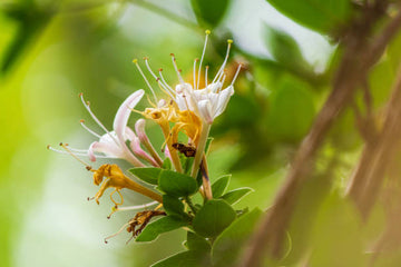 雙色花朵交織的藤蔓植物:金銀花