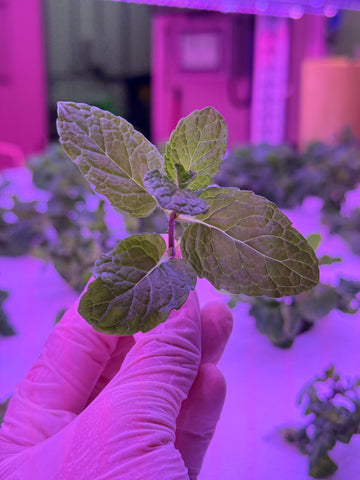 餐桌美學：食用花與鮮翠生菜